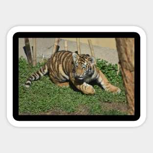 Tiger Cub Sticker